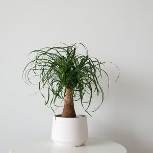 Ponytail palm in decorative ceramic container indoor plants houseplants plant gifts GTA Toronto Mississauga Oakville