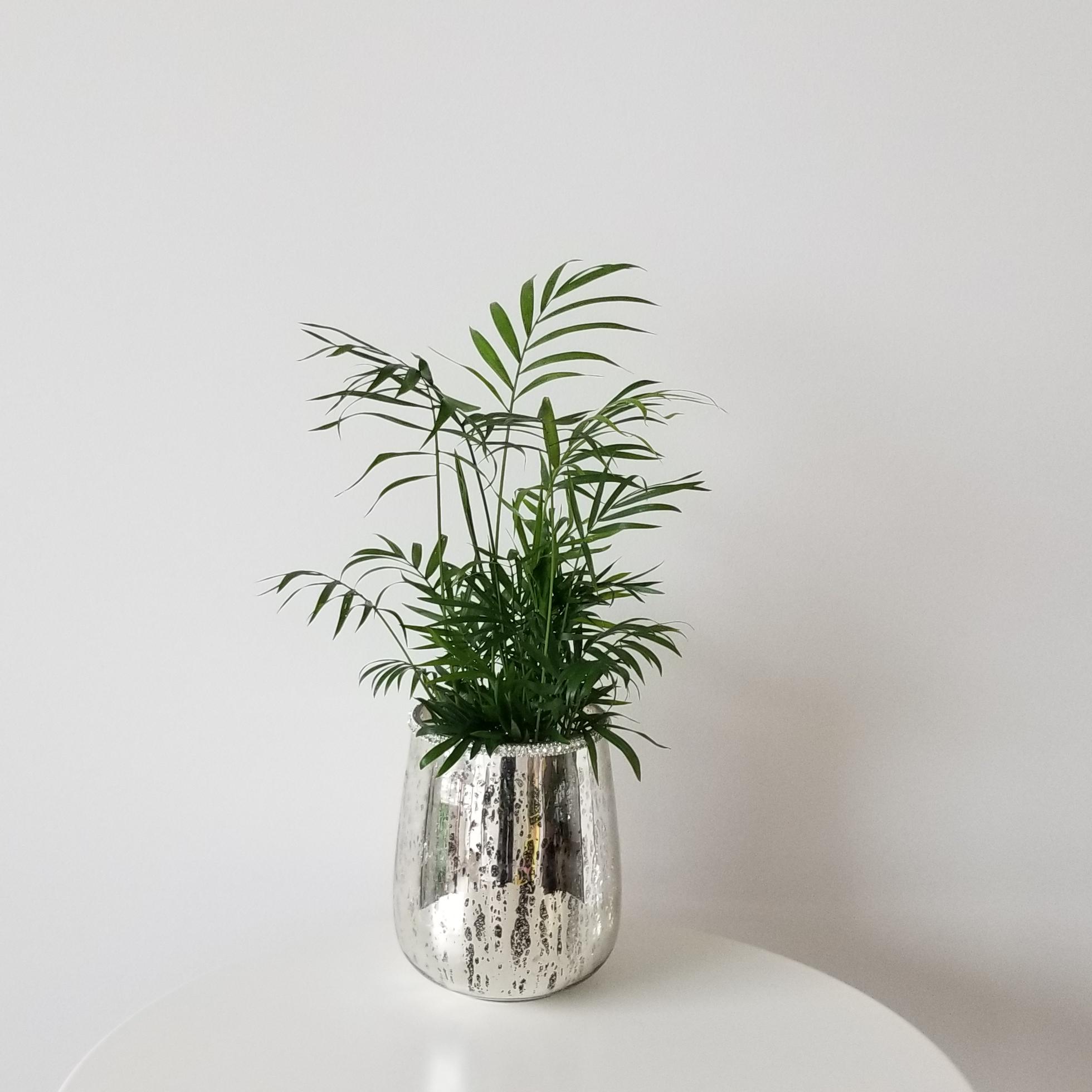 Parlour palm in decorative glass container vase for indoor plants flowers home decor Toronto Mississauga Brampton Oakville Burlington Etobicoke other GTA areas