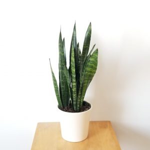 Sansevieria in decorative ceramic container plant-filled gifts air-purifying houseplants interior plants office GTA Toronto Mississauga Oakville Etobicoke etc