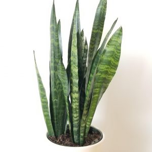 Sansevieria in decorative ceramic container plant-filled gifts air-purifying houseplants interior plants office GTA Toronto Mississauga Oakville Etobicoke etc