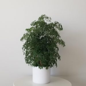 aralia interiorplants houseplants office plants Etobicoke Mississauga Oakville Toronto Milton Brampton Markham other GTA