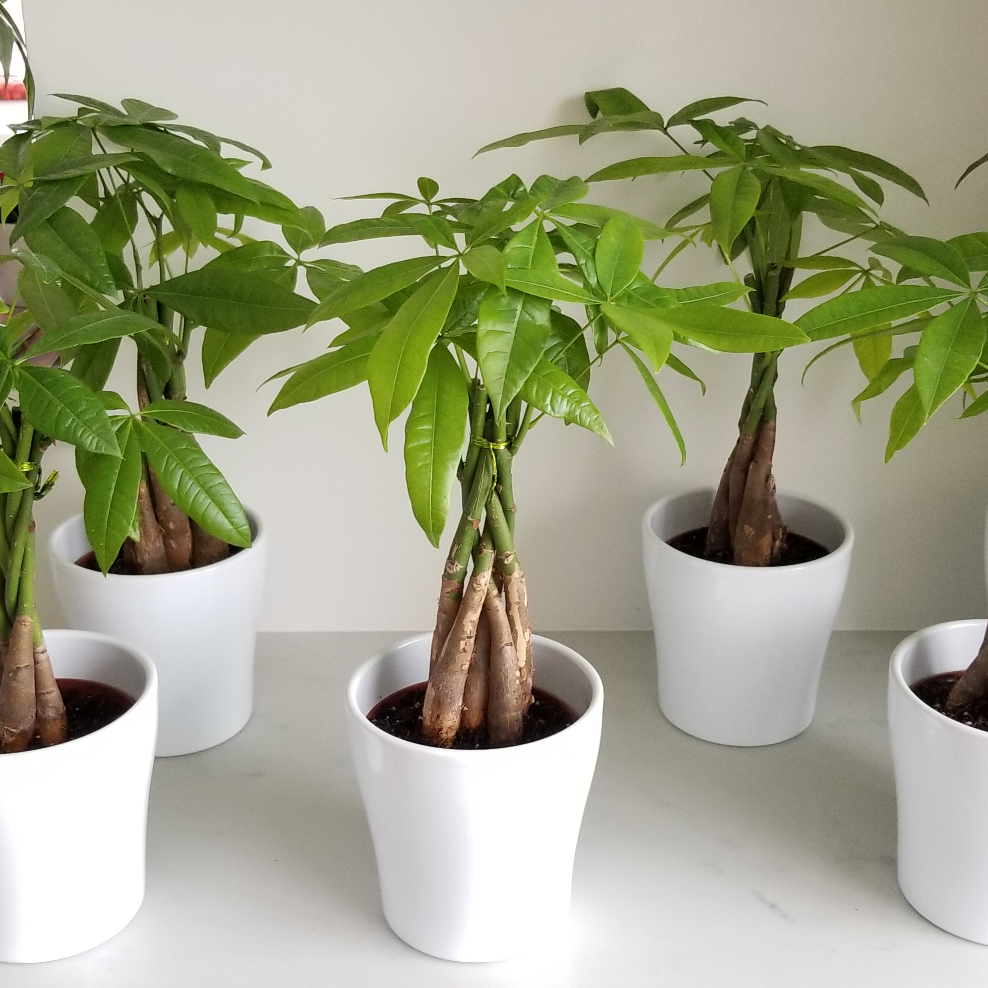 Money tree in decorative ceramic container plant gifts GTA indoor office plants houseplants Toronto Mississauga Brampton Oakville Hamilton other delivery areas