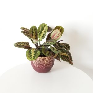 Prayer Plant Red in decorative ceramic container indoor plants plant gifts Toronto Mississauga Hamilton Etobicoke other GTA areas
