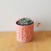 echeveria in decorative ceramic container plant gifts GTA Toronto Mississauga Oakville Etobicoke Brampton