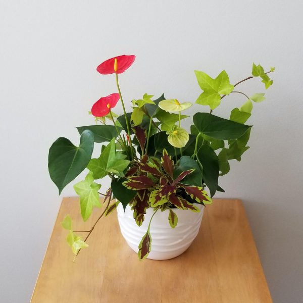 dish garden anthurium and green plants mother's day plant gifts flowering indoor plants Toronto Mississauga Oakville Etobicoke etc