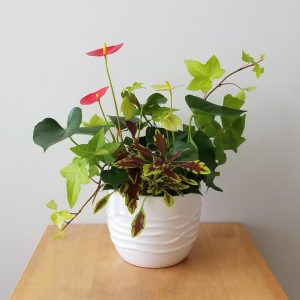 dish garden anthurium and green plants mother's day plant gifts flowering indoor plants Toronto Mississauga Oakville Etobicoke etc
