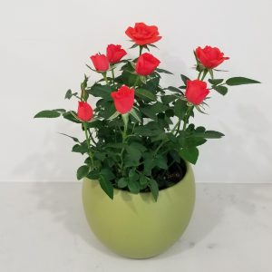 mini rose in decorative ceramic pot plant-filled gifts houseplants Toronto Mississauga Oakville Woodbridge Markham Brampton other GTA