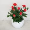 mini rose in decorative ceramic pot plant-filled gifts houseplants Toronto Mississauga Oakville Woodbridge Markham Brampton other GTA