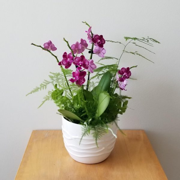 dish garden orchids ferns mother's day plant gifts flowering indoor plants Toronto Mississauga Oakville Etobicoke etc