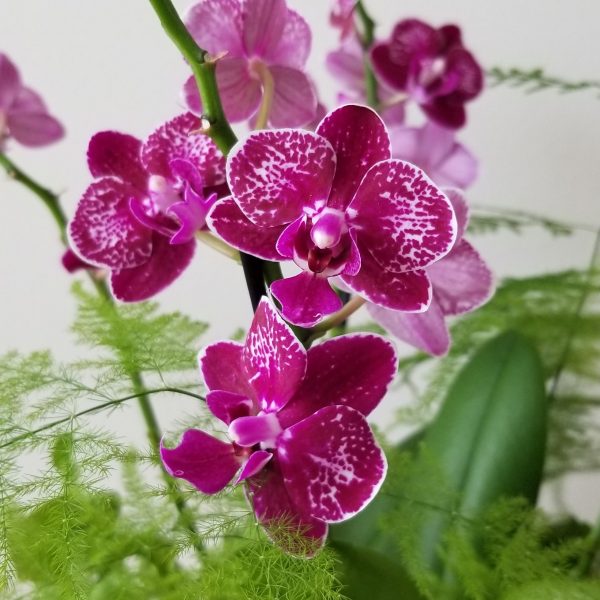 dish garden orchids ferns mother's day plant gifts flowering indoor plants Toronto Mississauga Oakville Etobicoke etc