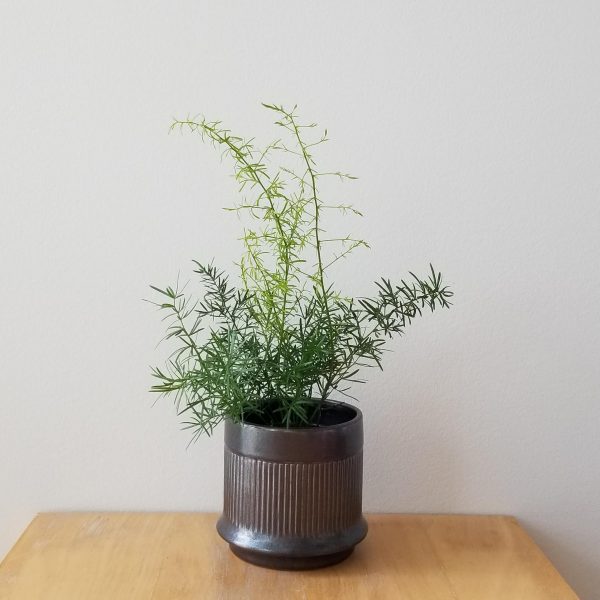 fern asparagus sprengeri in decorative ceramic container air-purifying indoor plants Toronto Mississauga Oakville Markham other GTA