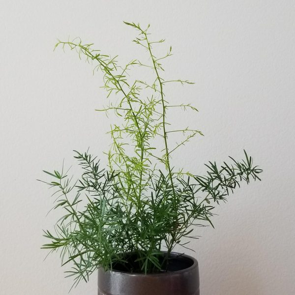 fern asparagus sprengeri in decorative ceramic container air-purifying indoor plants Toronto Mississauga Oakville Markham other GTA