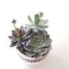 succulent garden echeveria assorted in decorative ceramic container indoor plants GTA Toronto Mississauga Etobicoke Brampton Hamilton etc