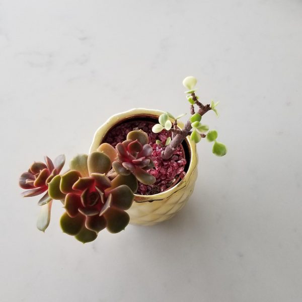 succulents in variety in deco ceramic pot plant gifts indoor plants houseplants collection Toronto Mississauga Etobicoke Brampton Markham GTA