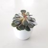 Echeveria in decorative ceramic pot succulents gifts houseplants Toronto Mississauga Oakville Etobicoke Brampton other GTA