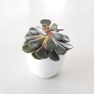 Echeveria in decorative ceramic pot succulents gifts houseplants Toronto Mississauga Oakville Etobicoke Brampton other GTA