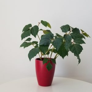 grape ivy in deco ceramic red pot interiorplants houseplants Toronto Etobicoke Mississauga Milton Oakville Brampton Markham etc