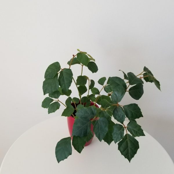 grape ivy in deco ceramic red pot interiorplants houseplants Toronto Etobicoke Mississauga Milton Oakville Brampton Markham etc