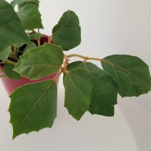 grape ivy in deco ceramic red pot interiorplants houseplants Toronto Etobicoke Mississauga Milton Oakville Brampton Markham etc