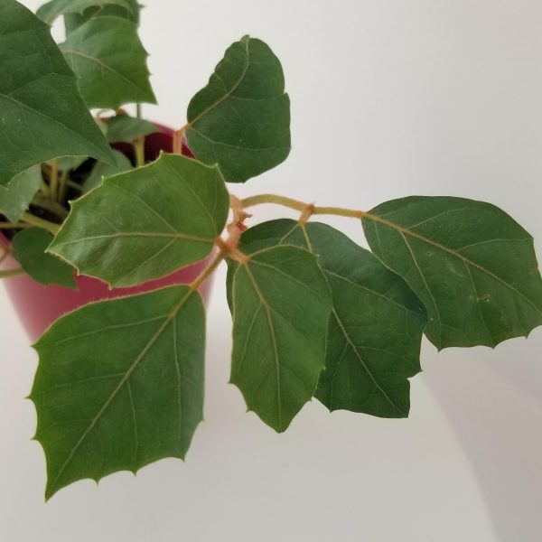 grape ivy in deco ceramic red pot interiorplants houseplants Toronto Etobicoke Mississauga Milton Oakville Brampton Markham etc