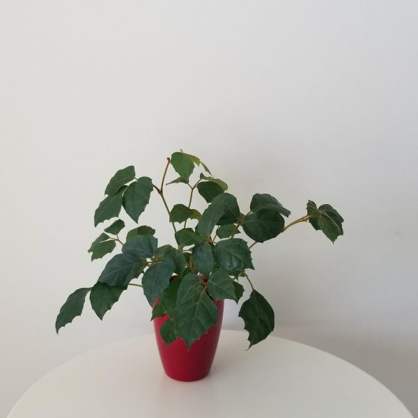 grape ivy in deco ceramic red pot interiorplants houseplants Toronto Etobicoke Mississauga Milton Oakville Brampton Markham etc