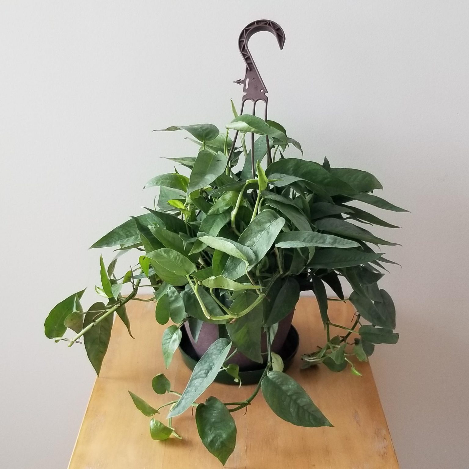 Pothos Cebu Blue | InteriorPlants.ca