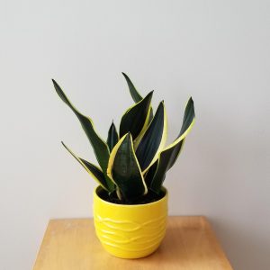 sansevieria black gold superba in decorative ceramic pot air-purifying indoor office plants houseplants Toronto Mississauga Oakville Markham Etobicoke Hamilton Brampton other GTA