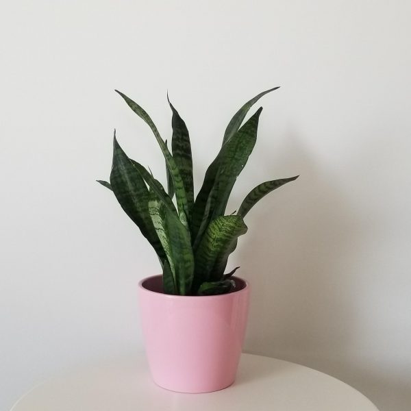 sansevieria in decorative ceramic pot snake plant gifts air-purifying indoor office plants houseplants Toronto Mississauga Etobicoke Brampton Oakville other GTA