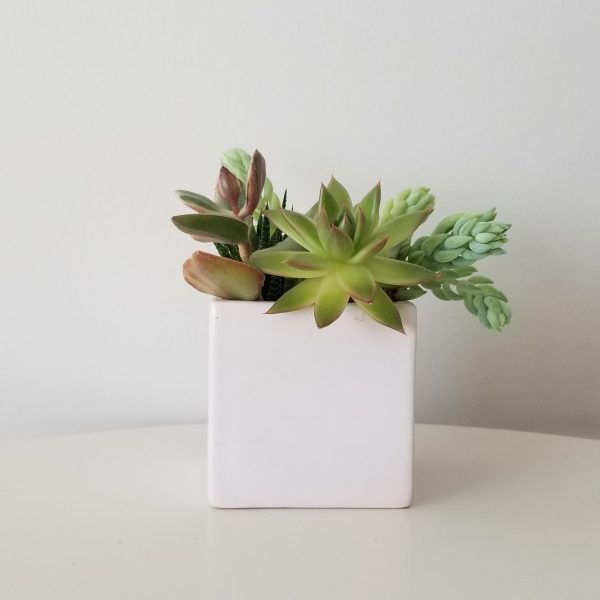 succulent garden in decorative ceramic pot red indoor plants houseplants Mississauga Brampton Etobicoke Oakville Milton Markham Woodbridge