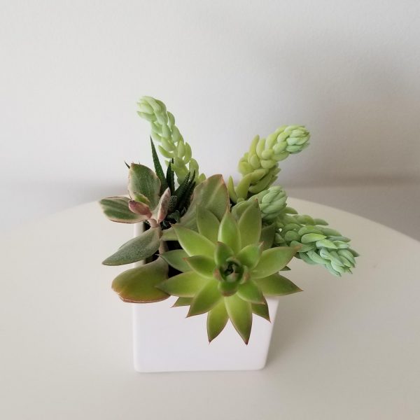 succulent garden in decorative ceramic pot red indoor plants houseplants Mississauga Brampton Etobicoke Oakville Milton Markham Woodbridge