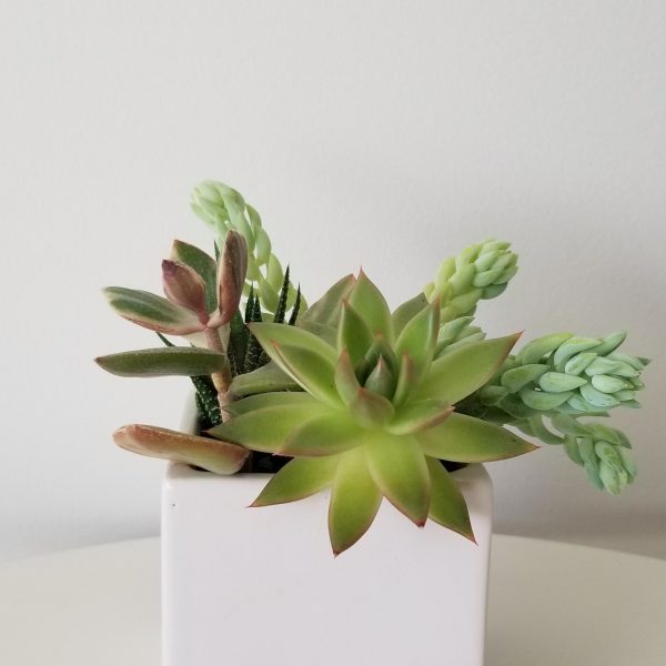 succulent garden in decorative ceramic pot red indoor plants houseplants Mississauga Brampton Etobicoke Oakville Milton Markham Woodbridge