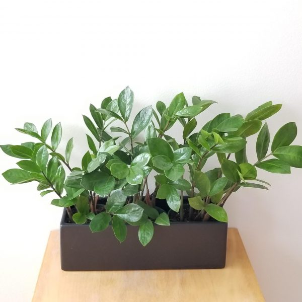 zz plant in decorative ceramic pot air-purifying interior plants houseplants gifts Toronto Mississauga Oakville Etobicoke Hamilton Brampton other GTA