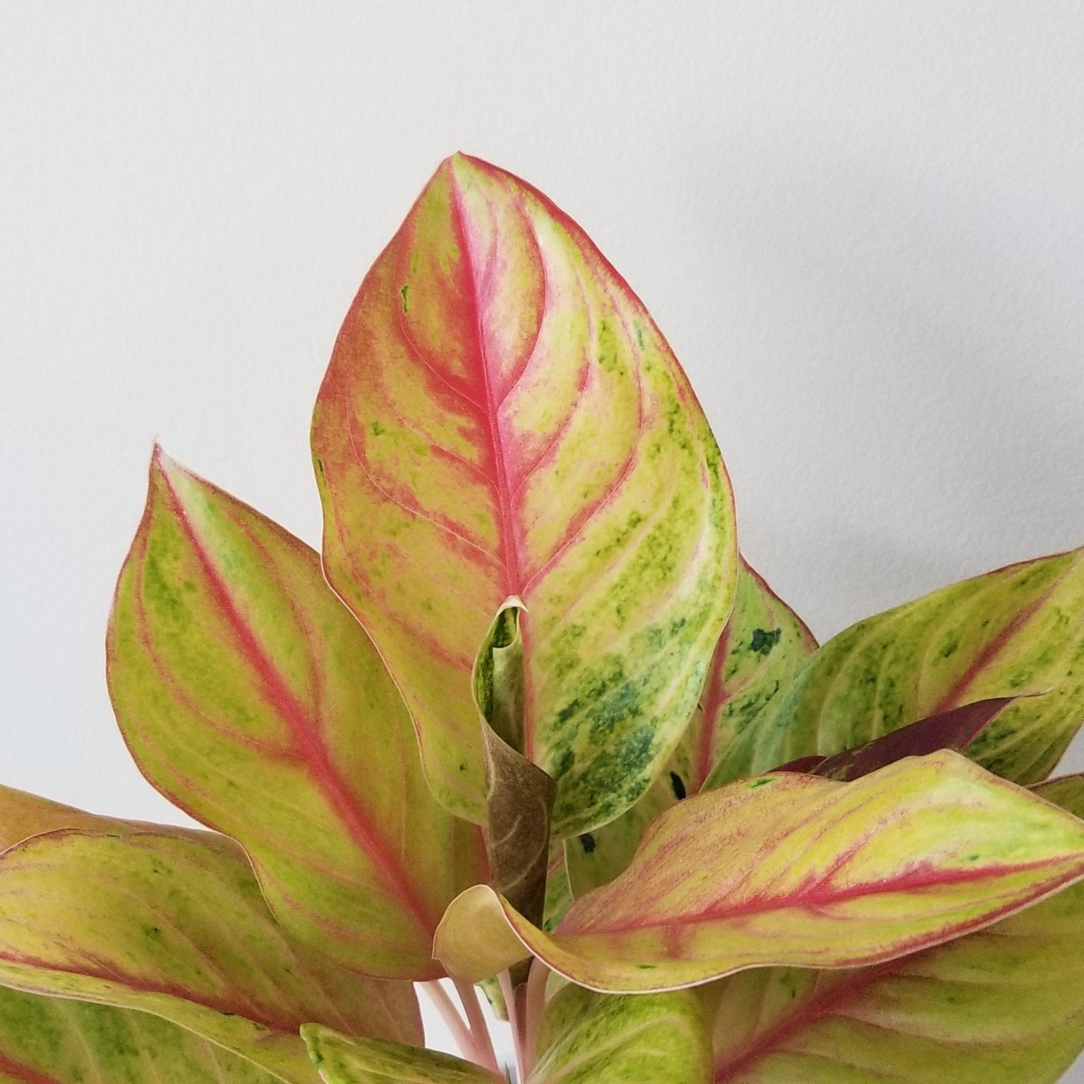 Aglaonema Golden Fluorite in Deco Ceramic 5" InteriorPlants.ca