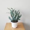 eucalyptus plant indoor fragrant plants Toronto Mississauga Brampton Hamilton Oakville Etobicoke