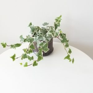 Ivy in variety in decorative ceramic pot plant gifts air-purifying houseplants Toronto Mississauga Brampton other GTA