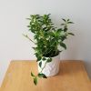 peperomia in variety houseplants interior plants Toronto Mississauga Oakville Etobicoke Brampton other GTA
