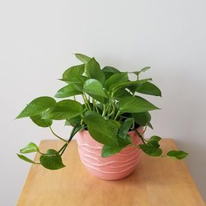 pothos jade in decorative ceramic pot air-purifying houseplants plant gifts Toronto Mississauga Brampton Oakville Hamilton Etobicoke other GTA
