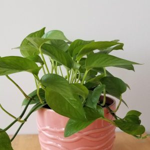 pothos jade in decorative ceramic pot air-purifying houseplants plant gifts Toronto Mississauga Brampton Oakville Hamilton Etobicoke other GTA