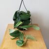 Pothos jade satin rare indoor plants houseplants Toronto Mississauga Oakville Etobicoke Hamilton Brampton other GTA