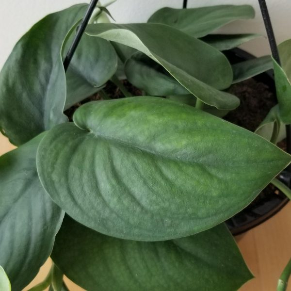 Pothos jade satin rare indoor plants houseplants Toronto Mississauga Oakville Etobicoke Hamilton Brampton other GTA