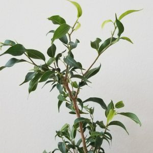 ficus benjamina mini tree green air-purifying indoor plants Toronto Mississauga Oakville other GTA