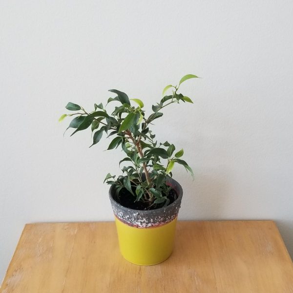 ficus benjamina mini tree green air-purifying indoor plants Toronto Mississauga Oakville other GTA