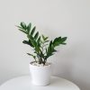 zz plant in decorative ceramic pot houseplants gifts Toronto Mississauga Oakville Etobicoke other GTA