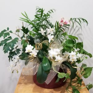 dish garden with orchids and green plants Christmas gifts Toronto Mississauga Oakville Etobicoke other GTA