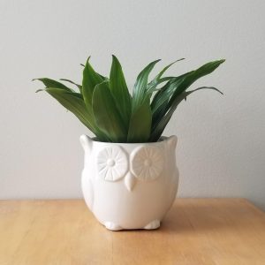 owl ceramic pot white for indoor plants houseplants Toronto Mississauga Oakville Hamilton Brampton other GTA and Ontario