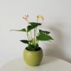 Anthurium delicate pink Mother's Day Gifts air-purifying indoor flowering plants houseplants Toronto Mississauga Oakville Etobicoke Brampton other GTA