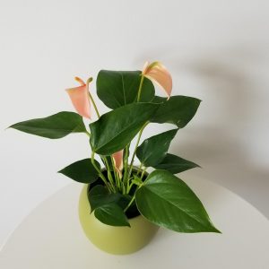 Anthurium delicate pink Mother's Day Gifts air-purifying indoor flowering plants houseplants Toronto Mississauga Oakville Etobicoke Brampton other GTA
