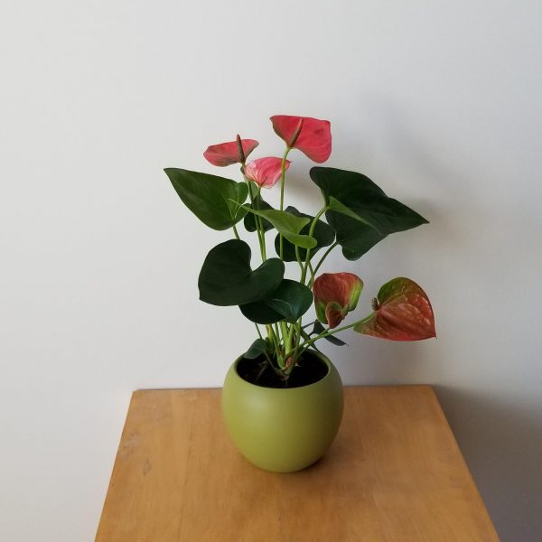 anthurium pink for Happy Valentine's Day indoor plants gifts Toronto Mississauga Oakville Brampton Kitchener Etobicoke Woodbridge other GTA