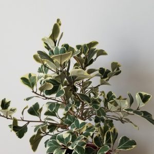 Ficus triangularis variegata in decorative ceramic pot indoor plant gifts houseplants Toronto Mississauga Oakville Etobicoke Brampton other GTA