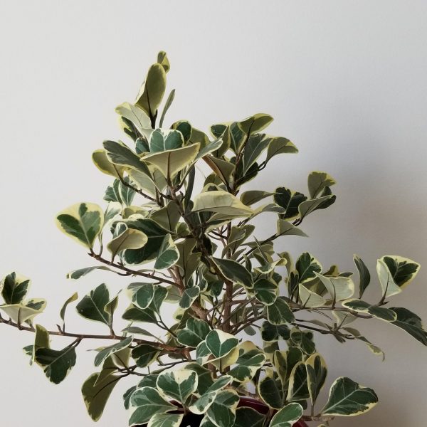 Ficus triangularis variegata in decorative ceramic pot indoor plant gifts houseplants Toronto Mississauga Oakville Etobicoke Brampton other GTA